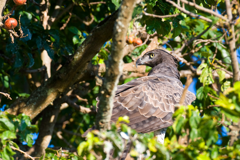 Martial Eagle In Tree
